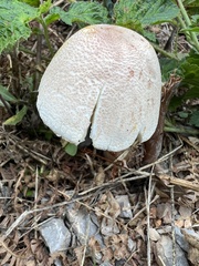 Leucoagaricus americanus