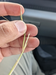 Schizachyrium scoparium