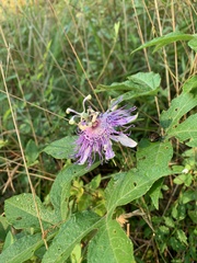 Passiflora incarnata