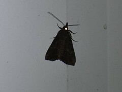 Hypena