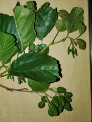 Alnus glutinosa