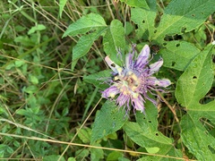 Passiflora incarnata