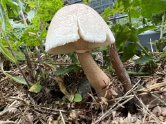 Leucoagaricus americanus