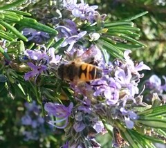 Eristalis tenax