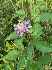 Passiflora incarnata