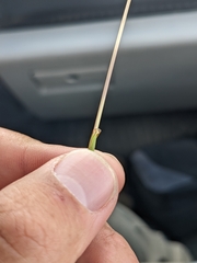 Schizachyrium scoparium