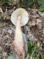 Leucoagaricus americanus