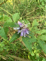 Passiflora incarnata
