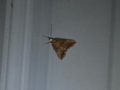 Hypena