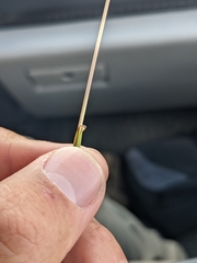 Schizachyrium scoparium