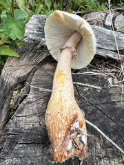 Leucoagaricus americanus