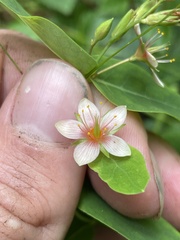 Hypericum virginicum
