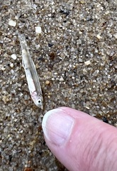 Anchoa mitchilli