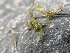 Homalothecium nuttallii