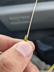 Schizachyrium scoparium