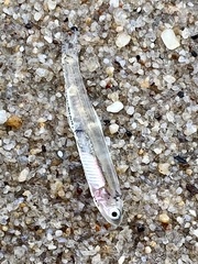 Anchoa mitchilli