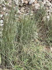 Schizachyrium scoparium