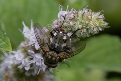 Tachininae