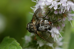 Tachininae
