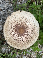 Leucoagaricus americanus