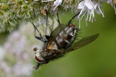 Tachininae