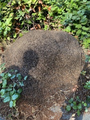 Formica obscuripes