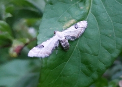 Eupithecia centaureata