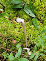 Monotropa uniflora