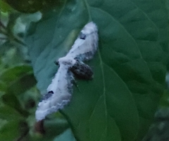 Eupithecia centaureata