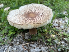 Leucoagaricus americanus
