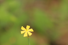 Sisyrinchieae