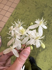 Clematis virginiana