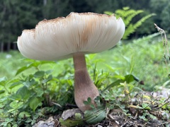 Leucoagaricus americanus