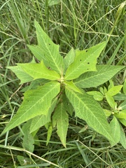 Euphorbia heterophylla