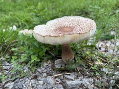 Leucoagaricus americanus