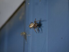 Larinioides cornutus