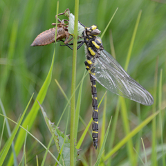Cordulegaster bidentata