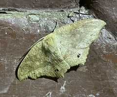 Saturniidae