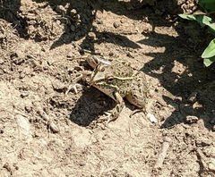 Lithobates blairi
