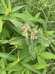 Euphorbia heterophylla