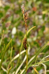 Carex sempervirens