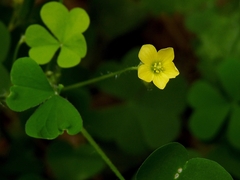 Oxalis stricta