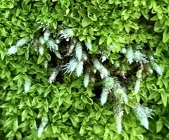 Bryum argenteum