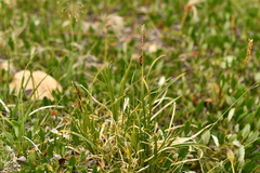 Carex sempervirens