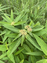 Euphorbia heterophylla