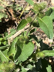 Arctium minus