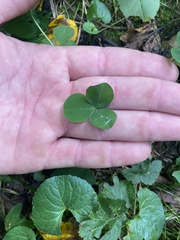 Trifolium stoloniferum
