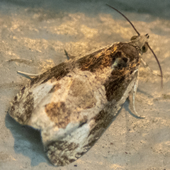 Olethreutes connectum