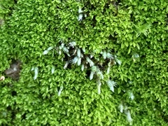 Bryum argenteum