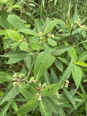 Euphorbia heterophylla